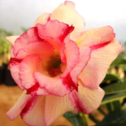 Kismetic Gold Adenium Plant