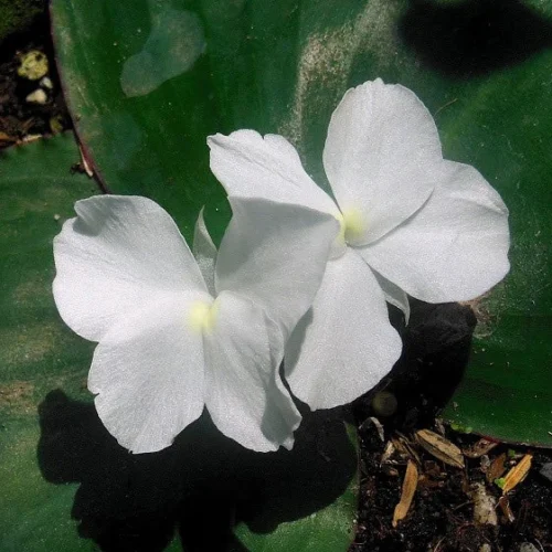 Kaempferia Marginata - Peacock Ginger