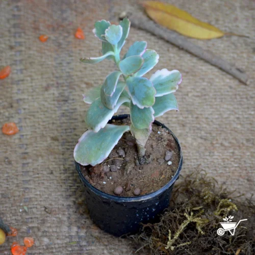 Kalanchoe Fedtschenkoi Variegata Succulent Plant -Plant Life Decor Shop Kalanchoe Fedtschenkoi 1