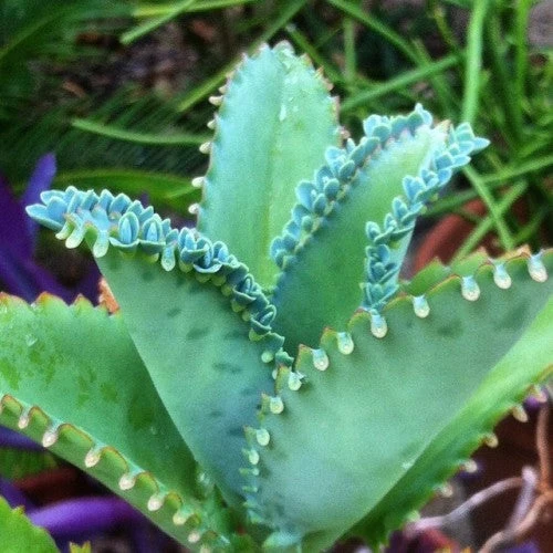 Kalanchoe Laetivirens Mother Of Millions Succulent Plant 1 Kalanchoe Laetivirens Mother Of Millions Succulent Plant