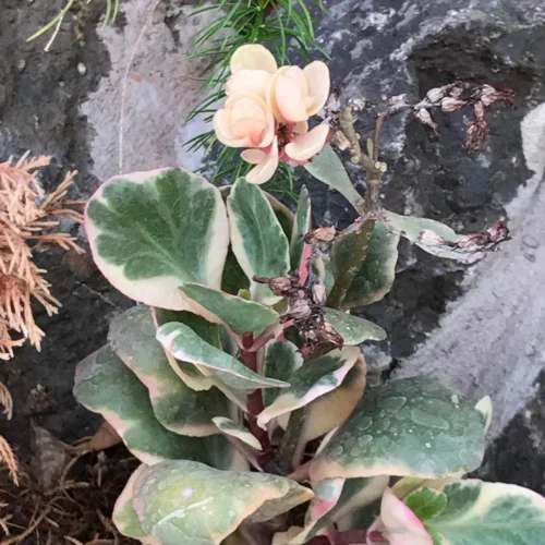 Kalanchoe Fedtschenkoi Variegata Succulent Plant -Plant Life Decor Shop Kalanchoe Stonecrop Lavender Scallops Variegata Kalanchoe fedtschenkoi HD