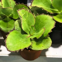 Kalanchoe Synsepala Succulent Plant -Plant Life Decor Shop Kalanchoe Synsepala bc31979d 2050 42fe b3c4 fbcc47a22544