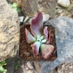 Kalanchoe Thyrsiflora Monstruosa Succulent Plant -Plant Life Decor Shop Kalanchoe Thyrsiflora Monstruosa 1