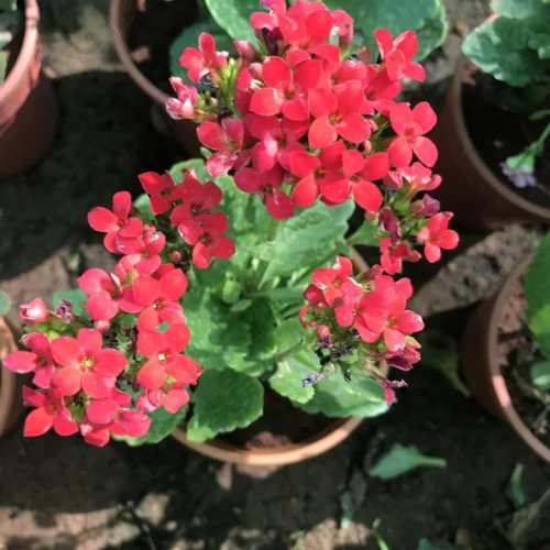 Kalanchoe Blossfeldiana Kerinci Succulent Plant