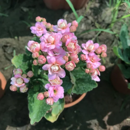 Kalanchoe Calandiva Empress Succulent Plant