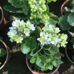 Kalanchoe Calandiva Simone Succulent Plant