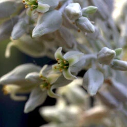 Kalanchoe Luciae Cotyleden Succulent Plant -Plant Life Decor Shop Kalanchoe tetraphylla 1