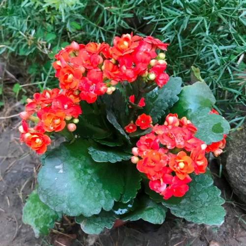 Kalanchoe Calandiva Moreno Succulent Plant -Plant Life Decor Shop Kalanchoeblossfeldiana Rio 1