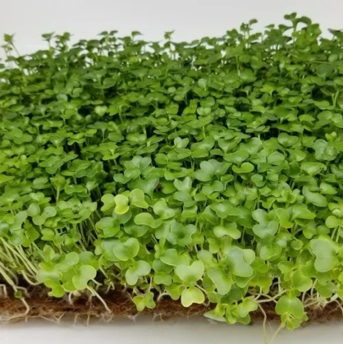 Kale Microgreen Seeds -Plant Life Decor Shop Kale Microgreens 2