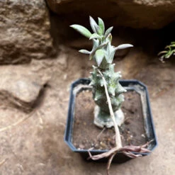 Kleinia Saginata Succulent Plant -Plant Life Decor Shop Kleiniasaginata 1