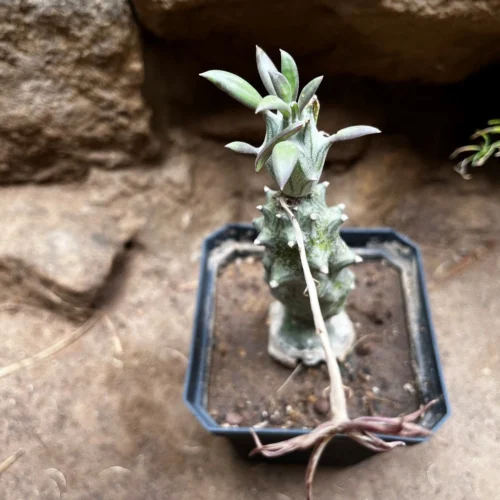 Kleinia Saginata Succulent Plant -Plant Life Decor Shop Kleiniasaginata 1