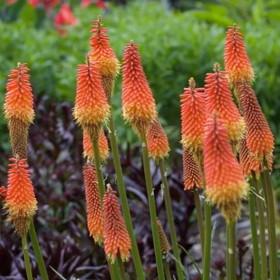 Torch Lily-Kniphofia Uvaria (Bulbs) 1 Torch Lily-Kniphofia Uvaria (Bulbs)