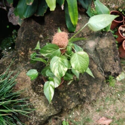 Kokedama Trellis Golden Pothos Plant -Plant Life Decor Shop Kokedama GoldenPothos 2