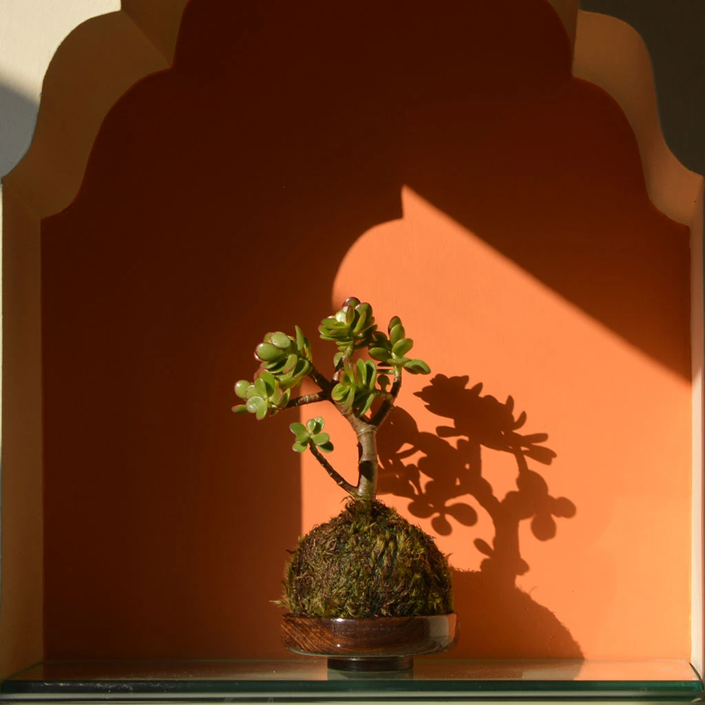 Kokedama Moss Ball Crassula Ovata Plant 1 Kokedama Moss Ball Crassula Ovata Plant