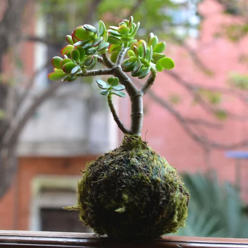Kokedama Moss Ball Crassula Ovata Plant 5 Kokedama Moss Ball Crassula Ovata Plant -Plant Life Decor Shop Kokedama Ovata 3