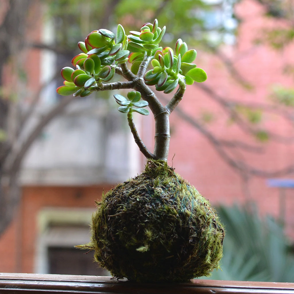 Kokedama Moss Ball Crassula Ovata Plant 3 Kokedama Moss Ball Crassula Ovata Plant - Image 3