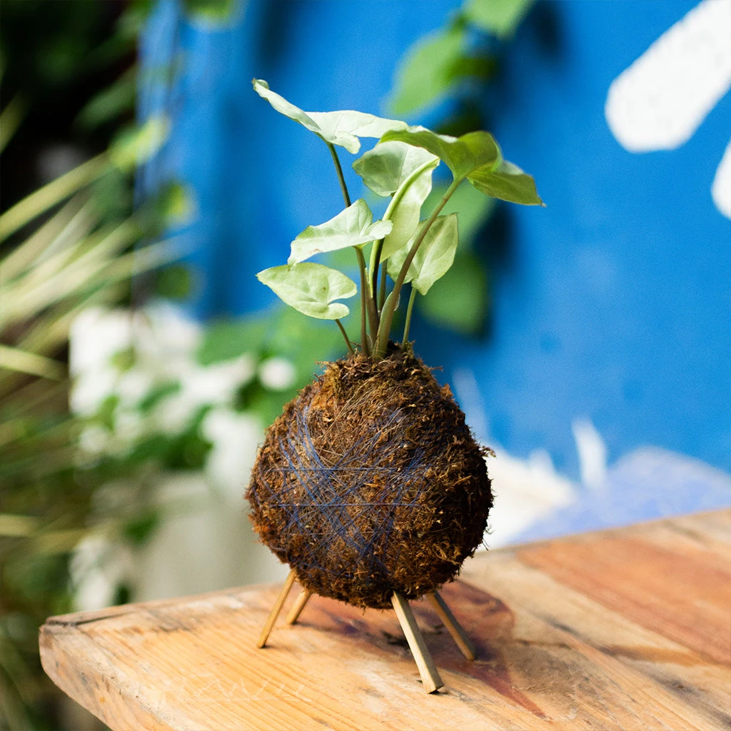 Kokedama Moss Ball Syngonium White Butterfly Plant 2 Kokedama Moss Ball Syngonium White Butterfly Plant - Image 2