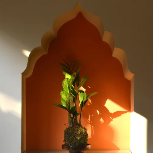 Kokedama Moss Ball Zamioculcas Zamiifolia Plant -Plant Life Decor Shop Kokedama zz 1