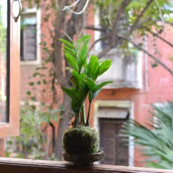 Kokedama Moss Ball Zamioculcas Zamiifolia Plant