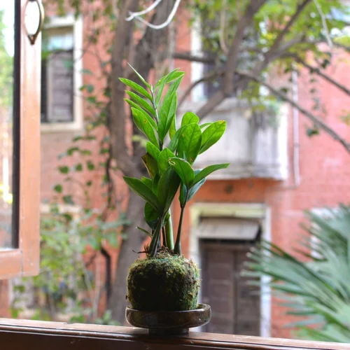 Kokedama Moss Ball Zamioculcas Zamiifolia Plant