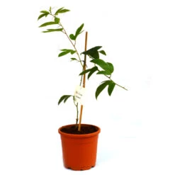 Krishna Kamal Passiflora Incarnata Plant 5 Krishna Kamal Passiflora Incarnata Plant -Plant Life Decor Shop Krishna Kamal 1