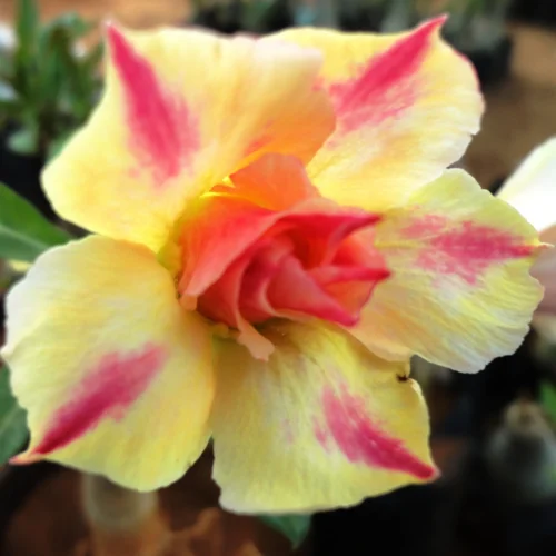 Golden Radiance Adenium Plant