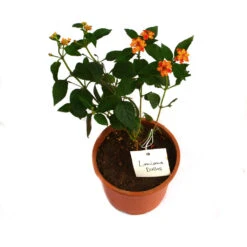 Lantana Dallas Plant -Plant Life Decor Shop Lantana Dallas 2