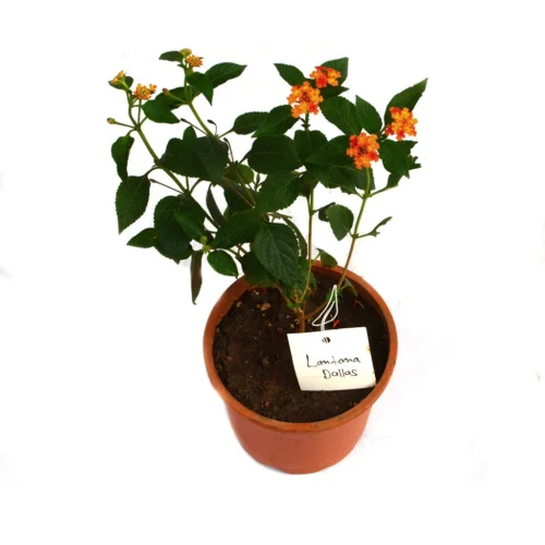 Lantana Dallas Plant 5 Lantana Dallas Plant -Plant Life Decor Shop Lantana Dallas 2