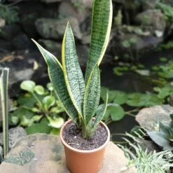 Sansevieria Trifasciata Laurentii Snake Plant -Plant Life Decor Shop Laurentii 2