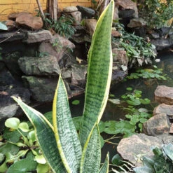 Sansevieria Trifasciata Laurentii Snake Plant -Plant Life Decor Shop Laurentii 3