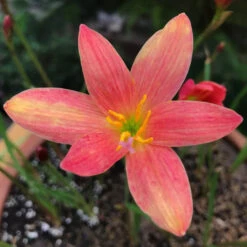 Rain Lily 'Lavalon' (Bulbs)