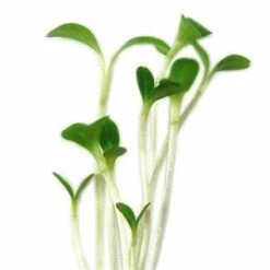 Lettuce Microgreen Seeds -Plant Life Decor Shop Lettuce ffee1da0 c080 4fd3 ae49 0fd413f948d0