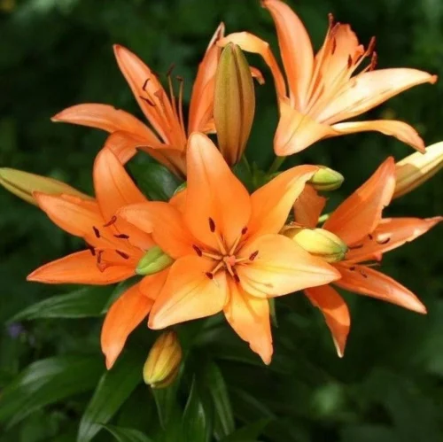Lilium Asiatic 'Menton' (Bulbs)