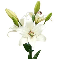 Lilium Asiatic 'Eyeliner' (Bulbs)