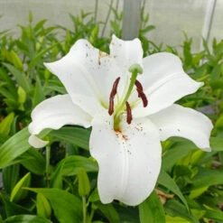 Lilium Oriental 'Casa Blanca' (Bulbs)