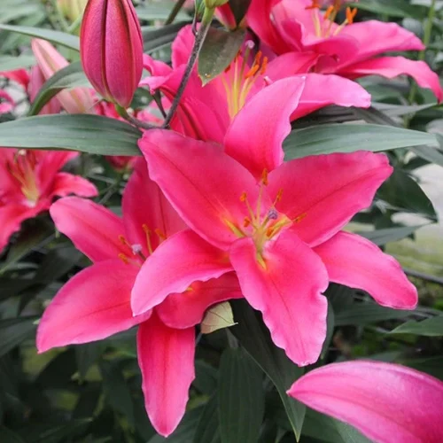 Lilium Oriental 'Sensi Red' (Bulbs)