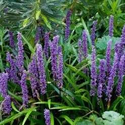 Liriope Muscari 'Variegata' Plant