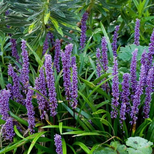 Liriope Muscari 'Variegata' Plant