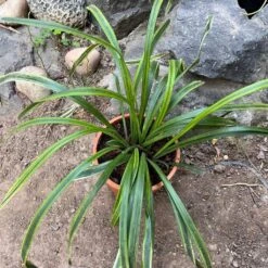 Liriope Muscari 'Variegata' Plant -Plant Life Decor Shop Liriopemuscari Variegata 3