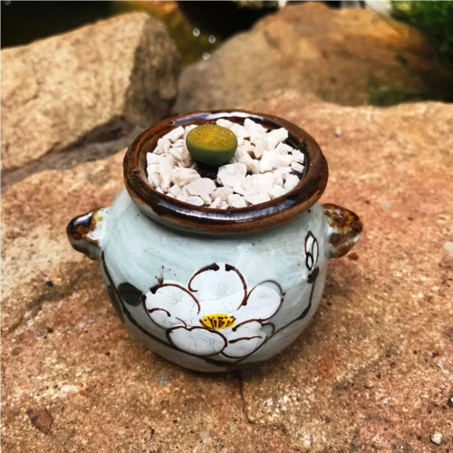 Lithop Fulviceps Aurea Living Stone Succulent Plant -Plant Life Decor Shop Lithop Fulviceps Aurea 1