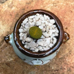 Lithop Fulviceps Aurea Living Stone Succulent Plant -Plant Life Decor Shop Lithop Fulviceps Aurea