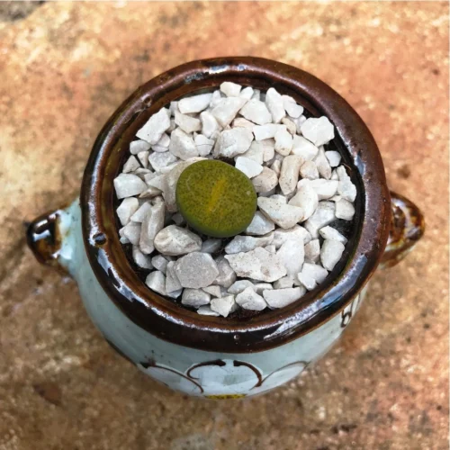 Lithop Fulviceps Aurea Living Stone Succulent Plant -Plant Life Decor Shop Lithop Fulviceps Aurea