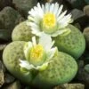 Lithop Fulviceps Aurea Living Stone Succulent Plant