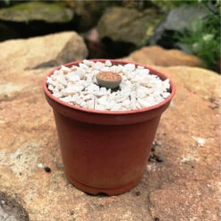 Lithop Pseudotruncatella Ssp. Pseudotruncatella Living Stone Succulent Plant -Plant Life Decor Shop Lithop Pseudotruncatella ssp. Pseudotruncatella 1