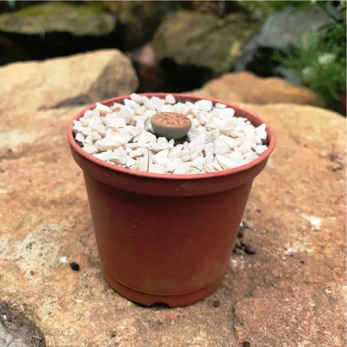 Lithop Pseudotruncatella Ssp. Pseudotruncatella Living Stone Succulent Plant -Plant Life Decor Shop Lithop Pseudotruncatella ssp. Pseudotruncatella 1