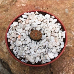 Lithop Pseudotruncatella Ssp. Pseudotruncatella Living Stone Succulent Plant -Plant Life Decor Shop Lithop Pseudotruncatella ssp. Pseudotruncatella 2