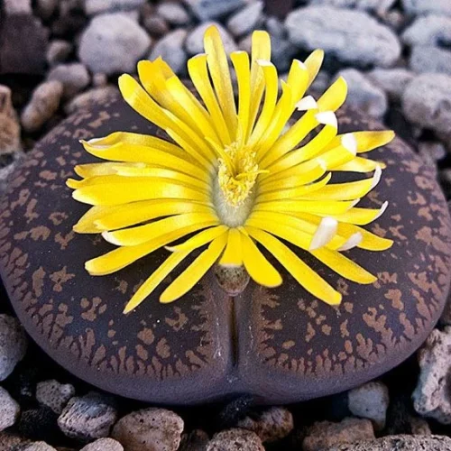 Lithops Aucampiaes Living Stone Succulent Plant