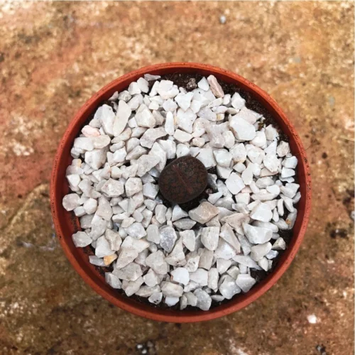 Lithops Aucampiaes Living Stone Succulent Plant -Plant Life Decor Shop Lithops Aucampiaes 1