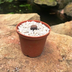 Lithops Aucampiaes Living Stone Succulent Plant -Plant Life Decor Shop Lithops Aucampiaes 2