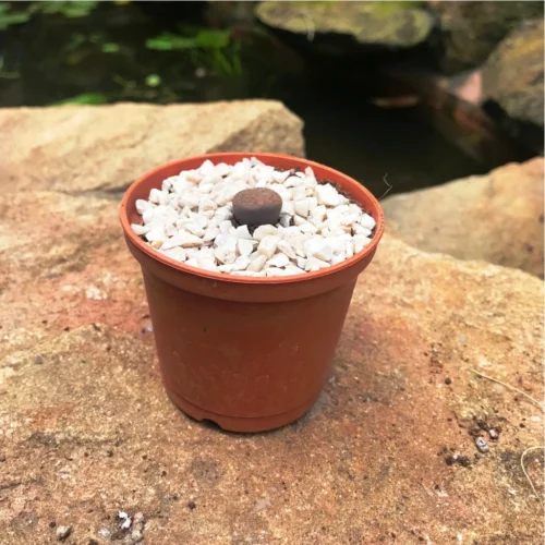 Lithops Aucampiaes Living Stone Succulent Plant -Plant Life Decor Shop Lithops Aucampiaes 2
